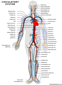Printable Human Circulatory System Chart